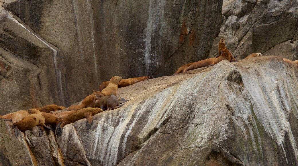 Kenai Fjords National Park mostrando animales peligrosos