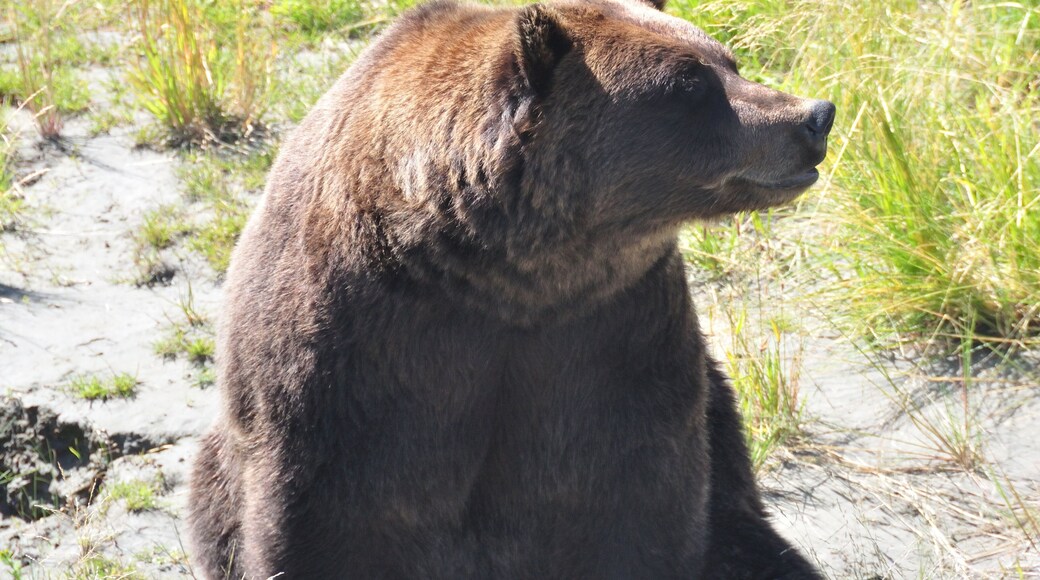 Kodiak National Wildlife Refuge