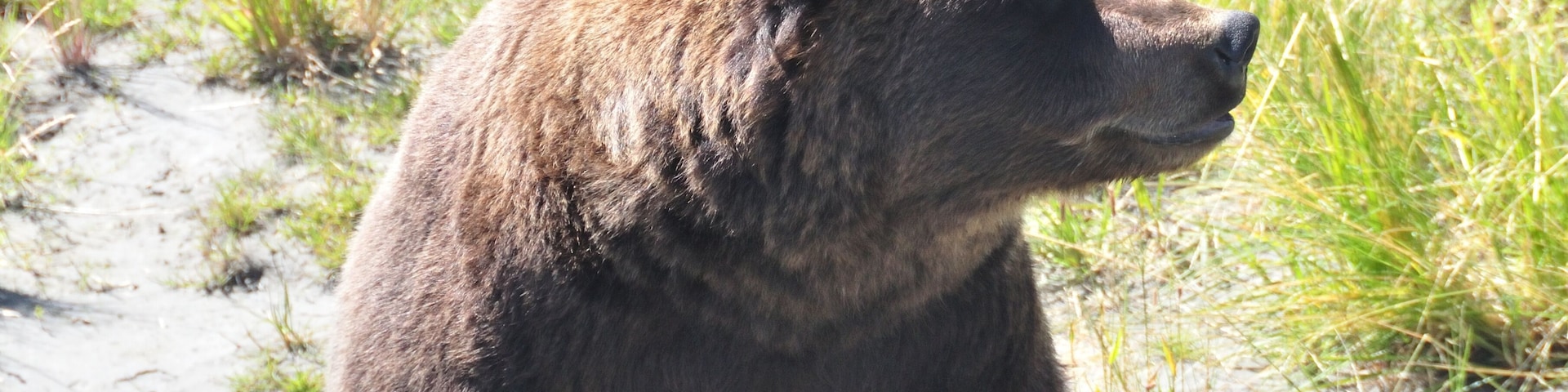 Ein Bär sitzt auf sandigem Grund, im Hintergrund Gras.