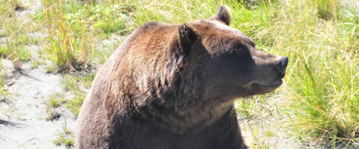 A bear sitting on sandy ground with grass in the background.