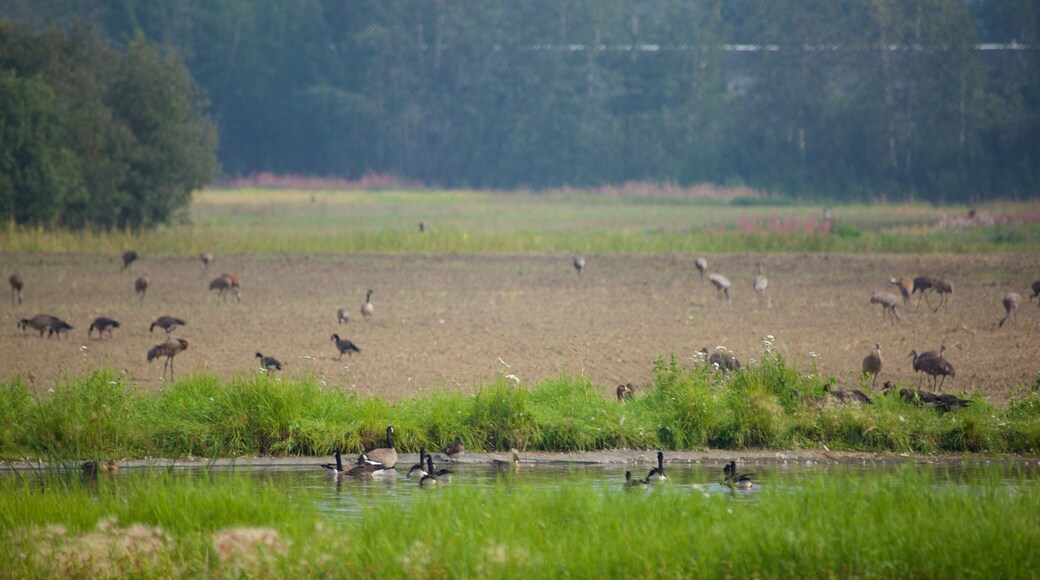 Creamers Field qui includes scĂšnes tranquilles