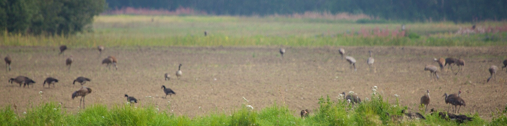 Creamers Field showing tranquil scenes