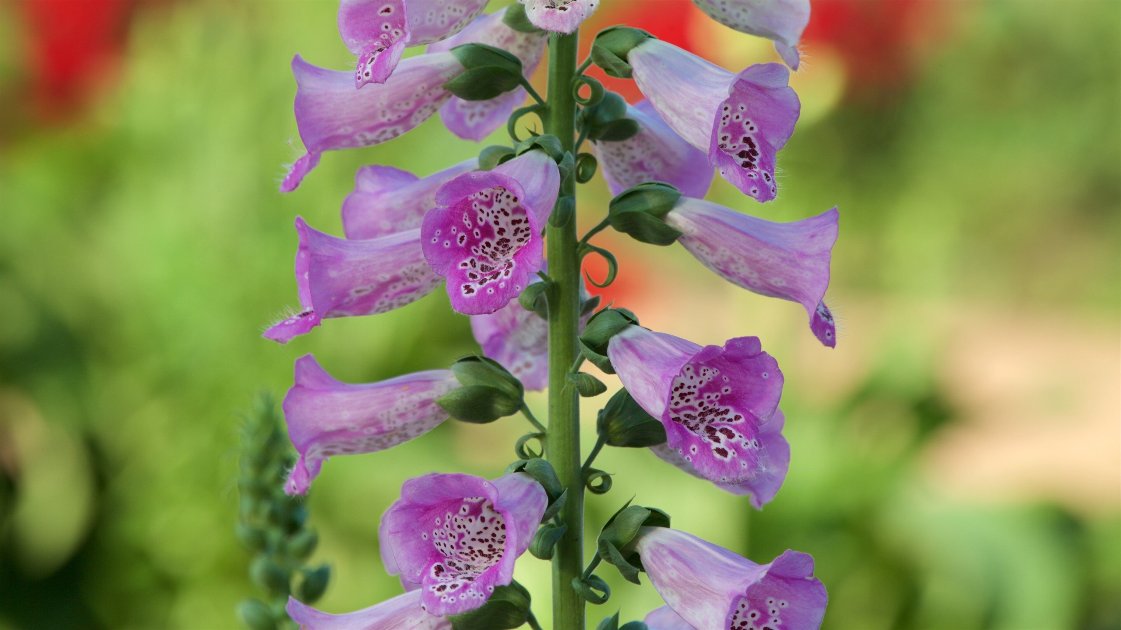 Georgeson Botanical Garden