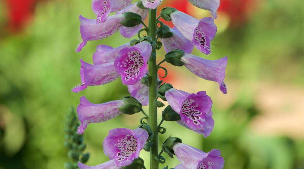 Georgeson Botanical Garden