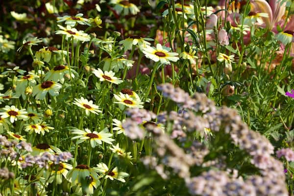 Georgeson Botanical Garden