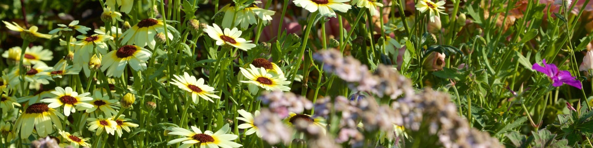 Georgeson Botanical Garden ofreciendo un parque y flores