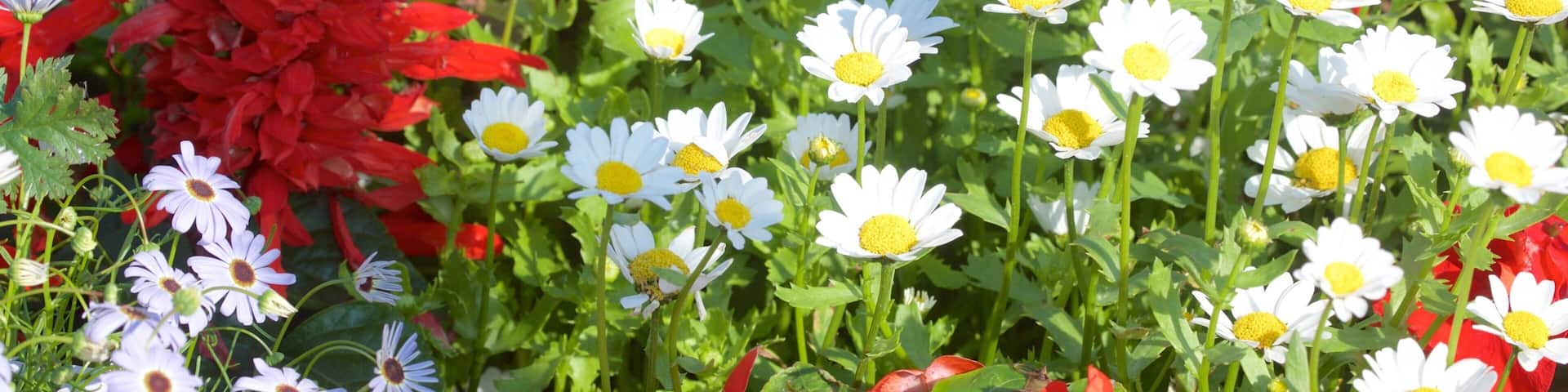 Georgeson Botanical Garden featuring flowers and a garden