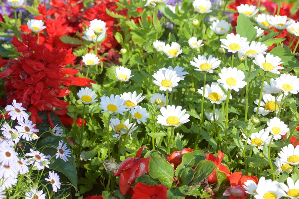 A garden with white daisies, red flowers, and green foliage.