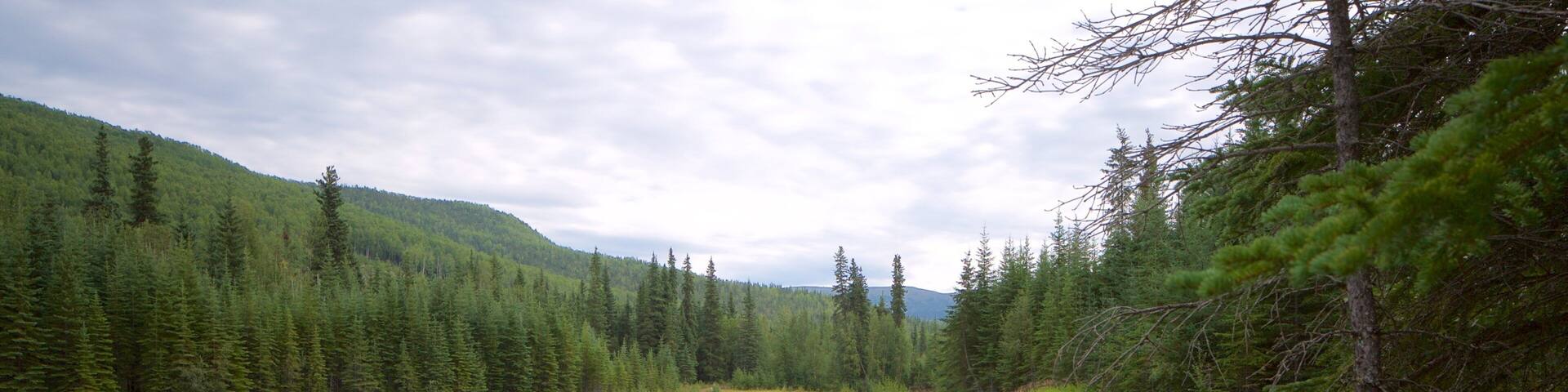 A calm lake surrounded by dense forest and a mountain in the background.