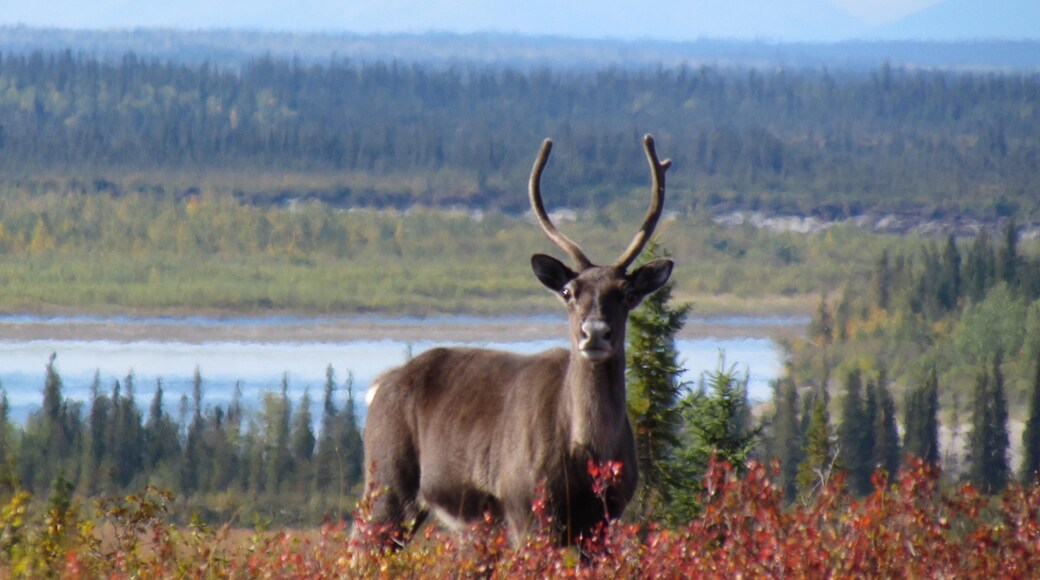 Kobuk-Valley-Nationalpark welches beinhaltet Landschaften, Wildblumen und Landtiere