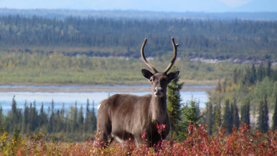 科伯克河谷國家公園