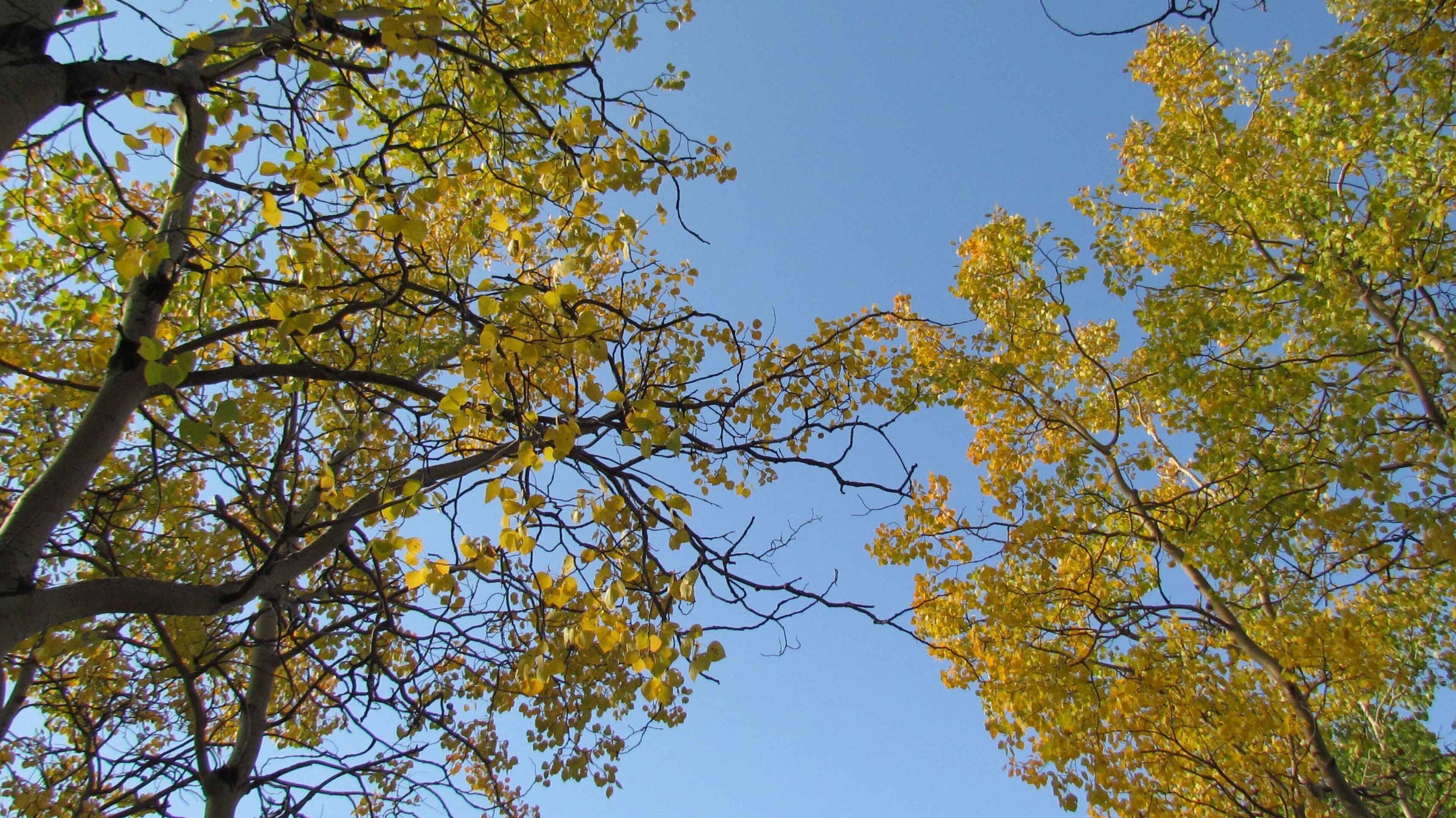 Kobuk-Valley-Nationalpark welches beinhaltet Herbstblätter