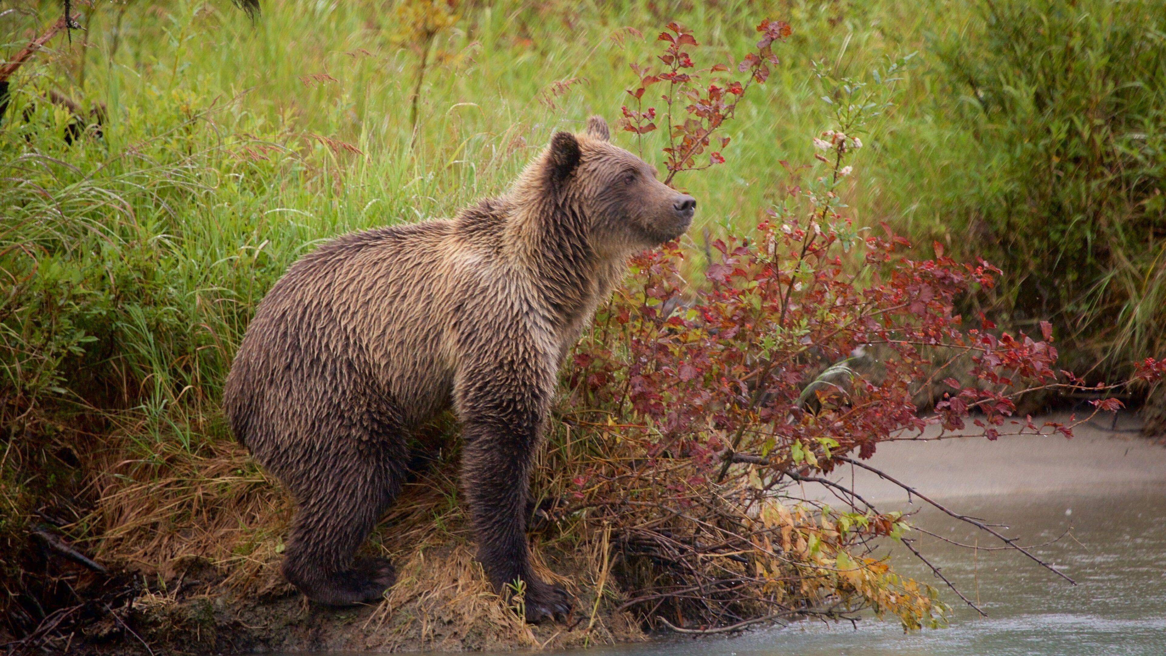 A bear standing by a riverbank with dense vegetation and red-leafed bushes.