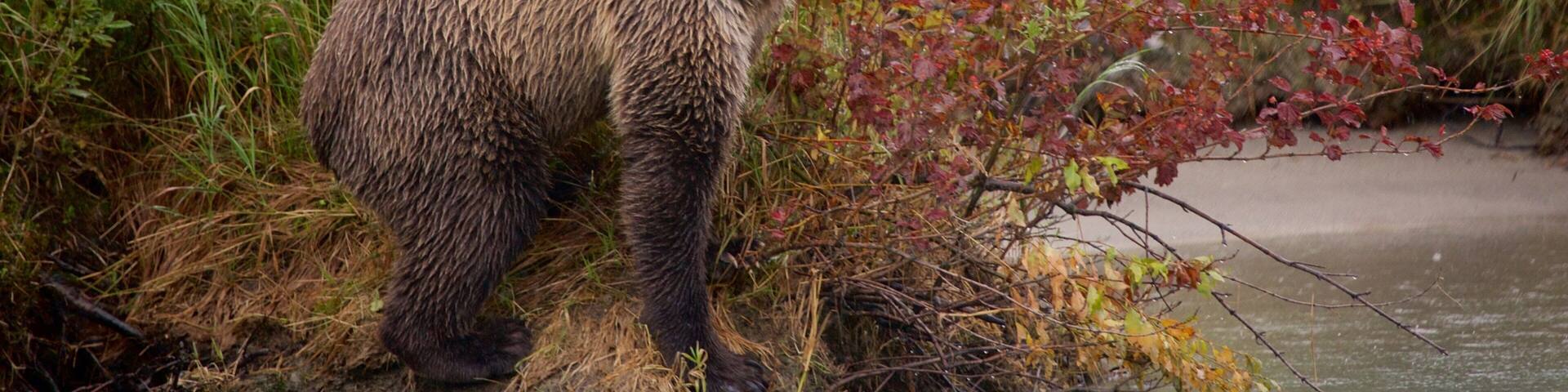 A bear standing by a riverbank with dense vegetation and red-leafed bushes.