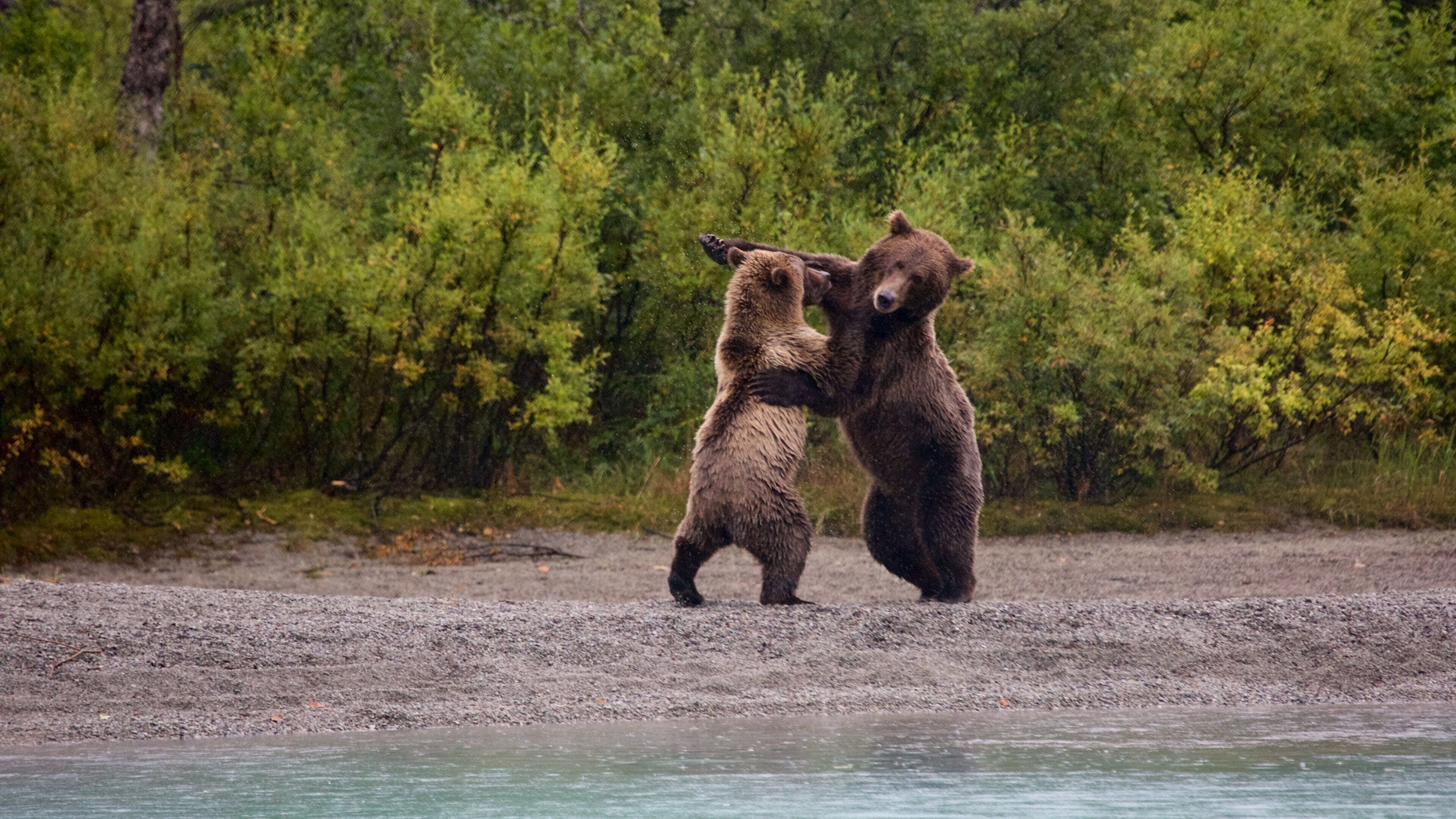 Lake Clark National Park and Preserve featuring forests and dangerous animals