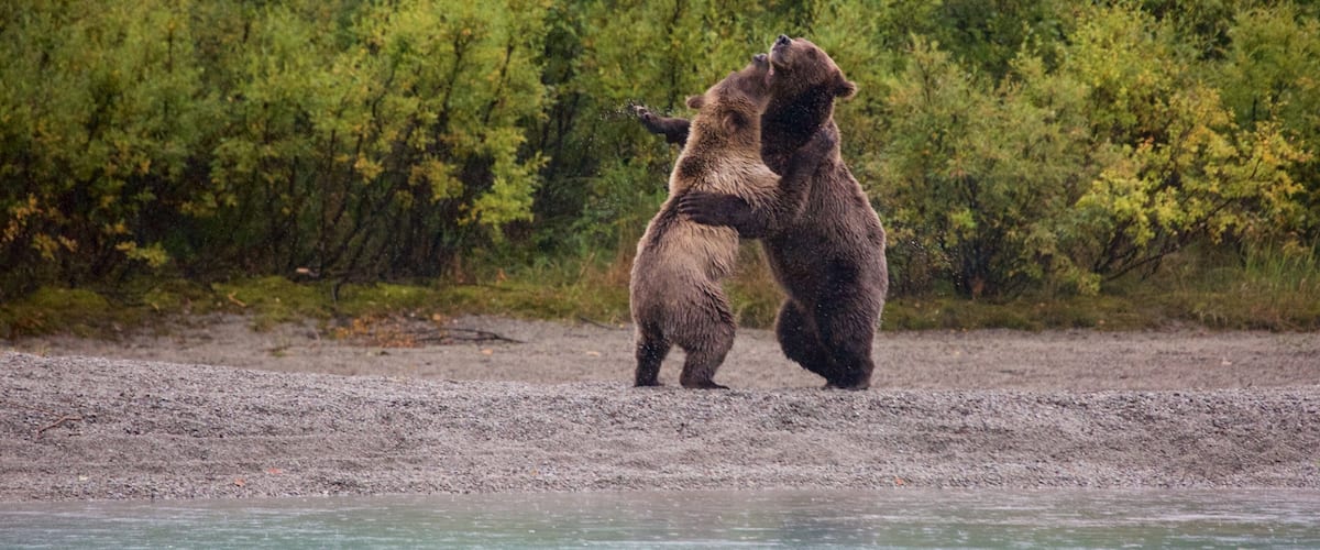 レイク クラーク国立公園と保護区 フィーチャー 危険な動物 と 陸生動物