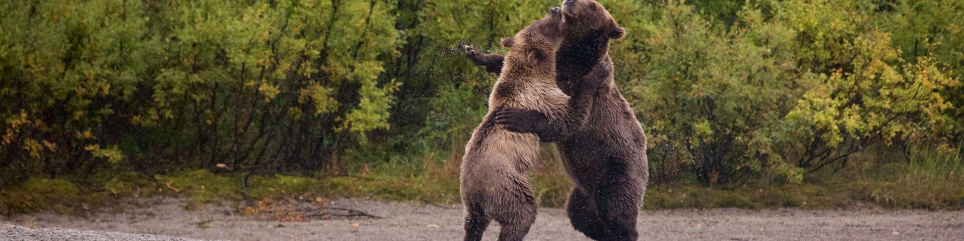 Lake Clark National Park and Preserve showing land animals and dangerous animals