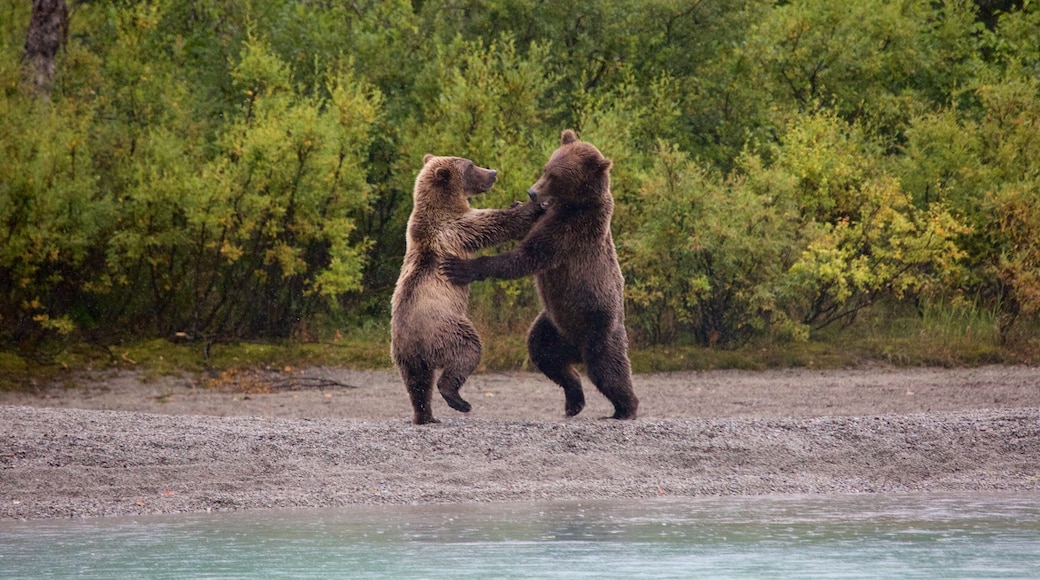 Lake Clark nasjonalpark og reservat som viser farlige dyr og landdyr