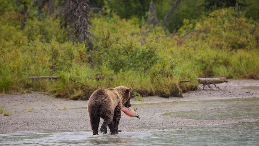 Lake Clark National Park and Preserve which includes land animals and dangerous animals