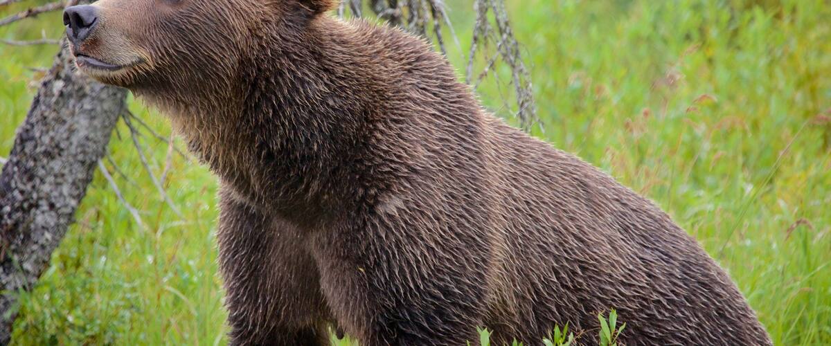 A bear in a grassy area with trees.