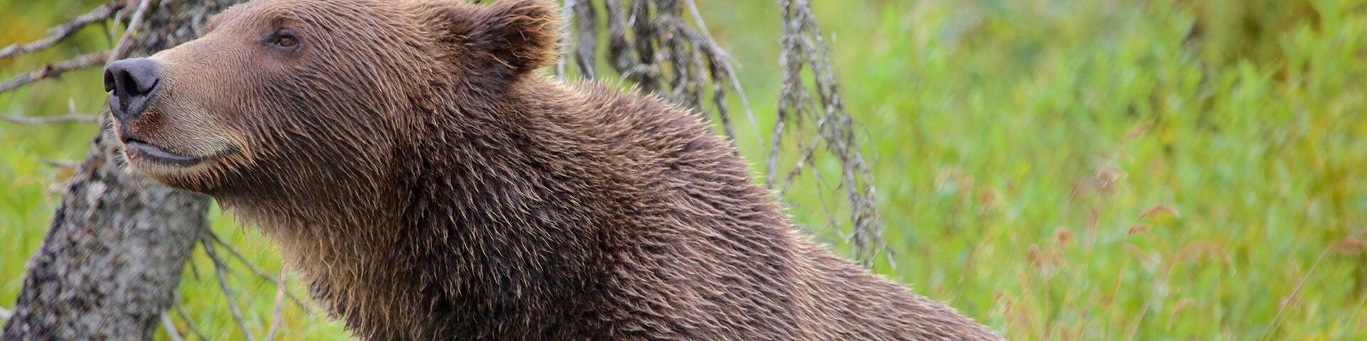 A bear in a grassy area with trees.
