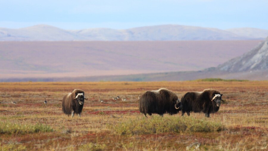 Cape Krusenstern National Monument