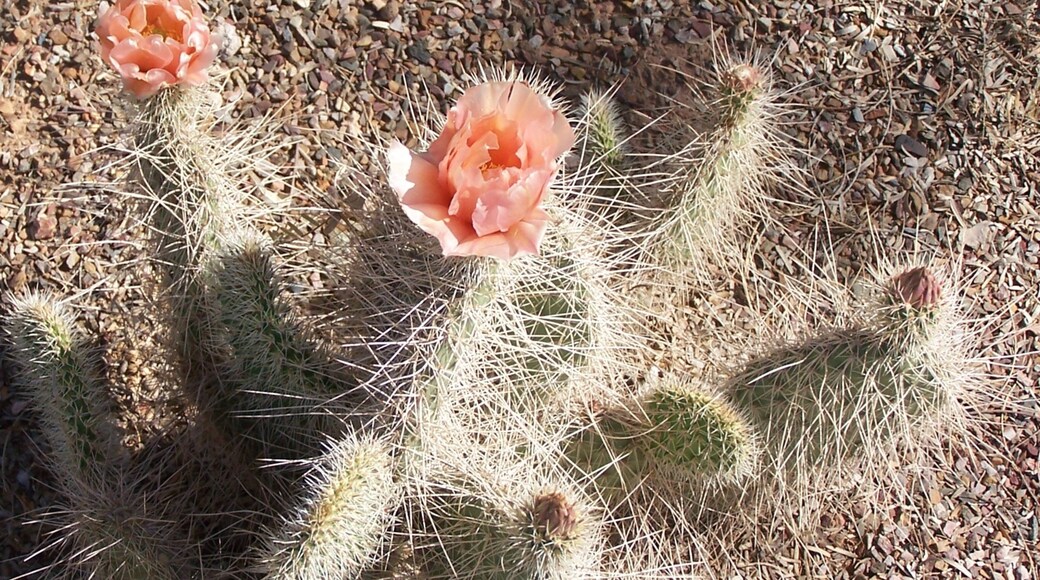 Casa Grande Ruins National Monument which includes flowers