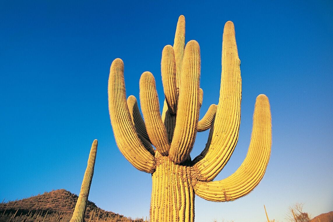 Monumen Nasional Sonoran Desert