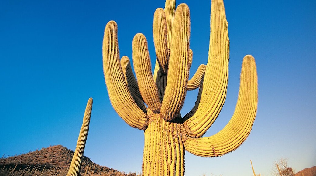 Monumen Nasional Sonoran Desert