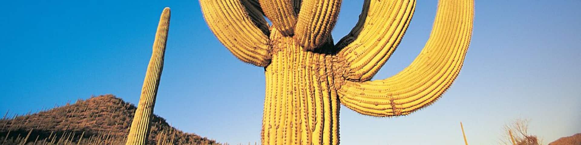 Un gran cactus saguaro con varios brazos frente a un cielo azul despejado.