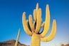 A large saguaro cactus with multiple arms against a clear blue sky.