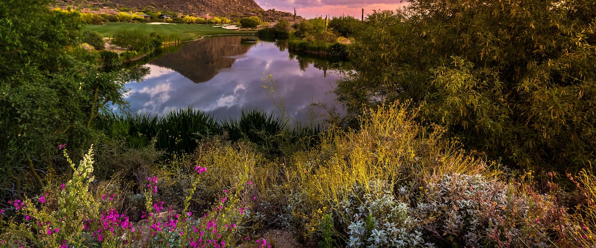 Sonoran Desert Sunset Reflection