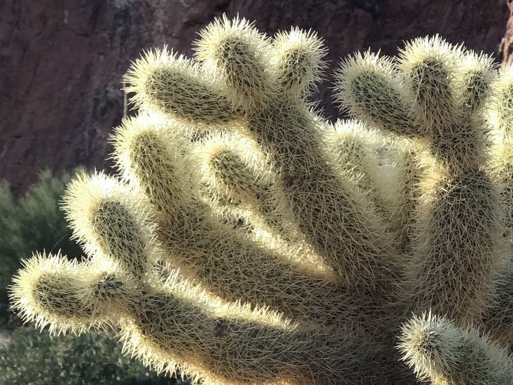 Teddy bear cholla
