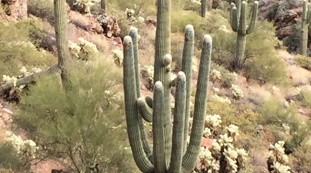 Enjoyed seeing these beautiful saguaro along the Apache Trail in the Tonto National Forest. Great road trip! Be sure and stop by Tortilla Flats on your way.