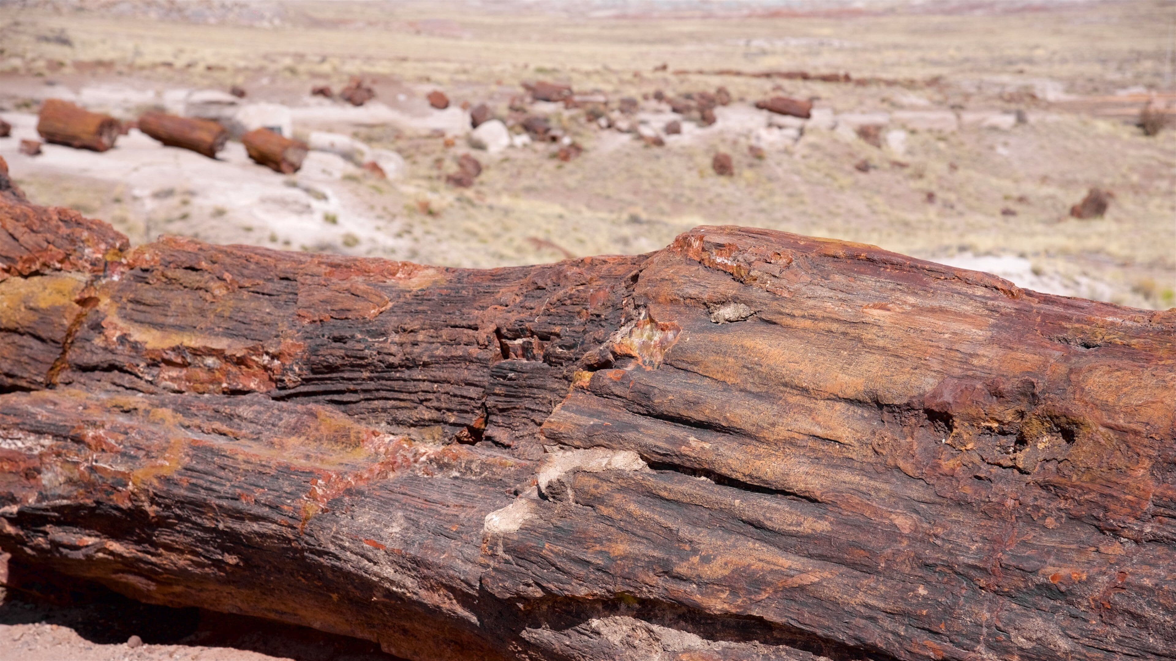 Petrified Forest National Park