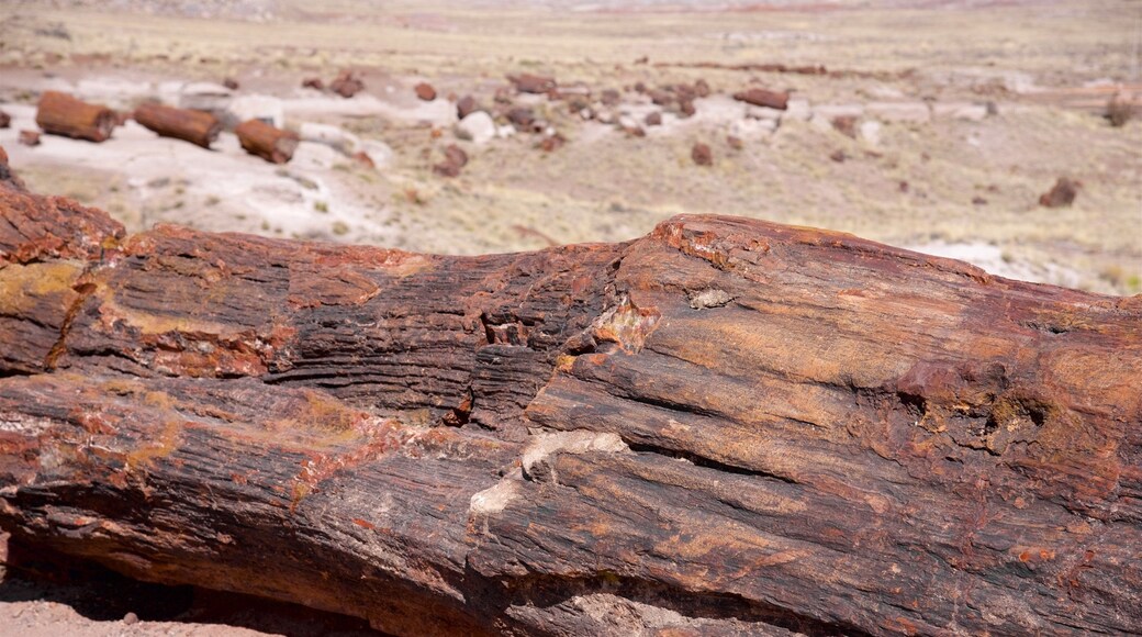 Petrified Forest National Park