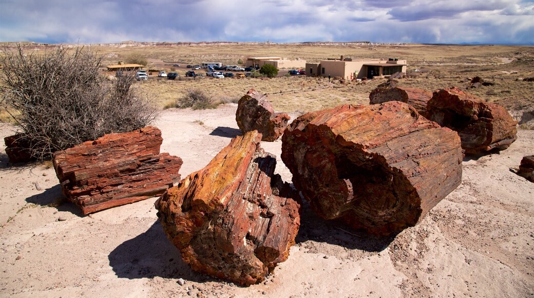 Petrified Forest National Park showing desert views