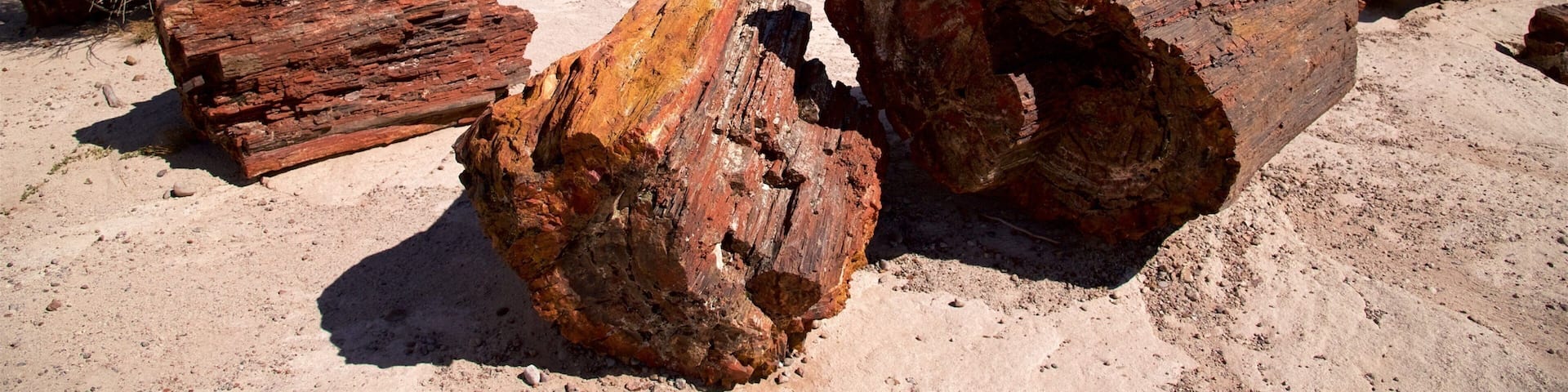Petrified Forest National Park