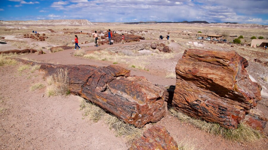 Petrified Forest National Park