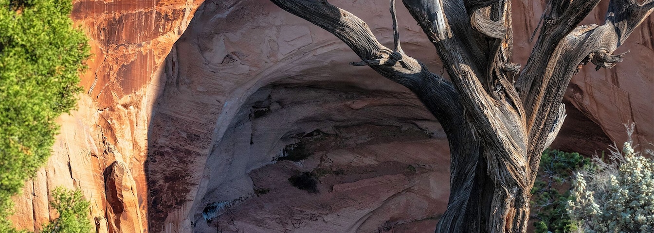 As I walked back up the path saw this dead tree. Even though I was only a mile or so away from the actual ruins, I could not imagine walking to and from that every day. It is thousands of feet in elevation gain/loss getting to the bottom of this canyon.