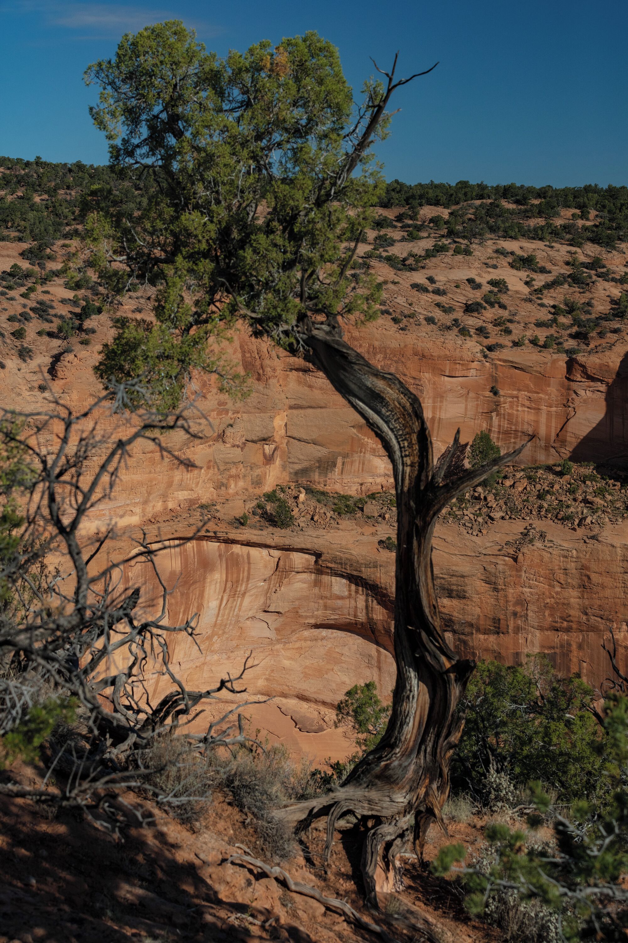 These trees were so contrasted with the red and gold cliffs and ground all around. 