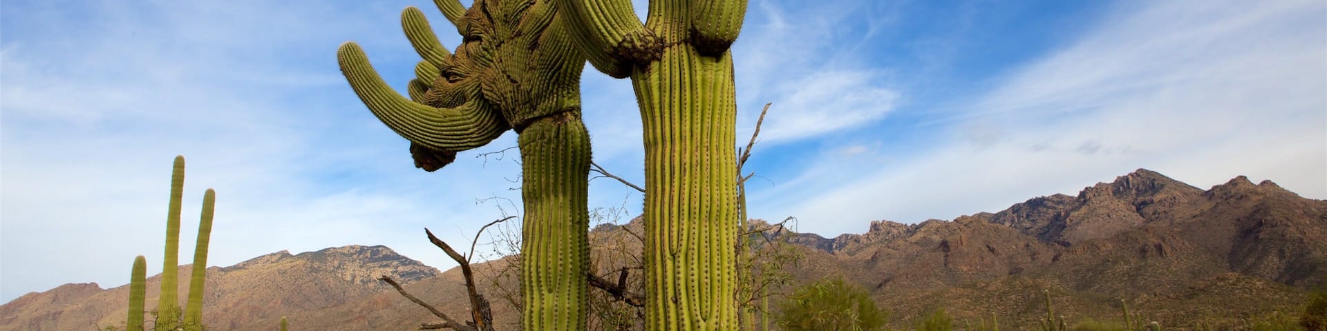 Coronado National Forest mostrando montañas y vistas al desierto