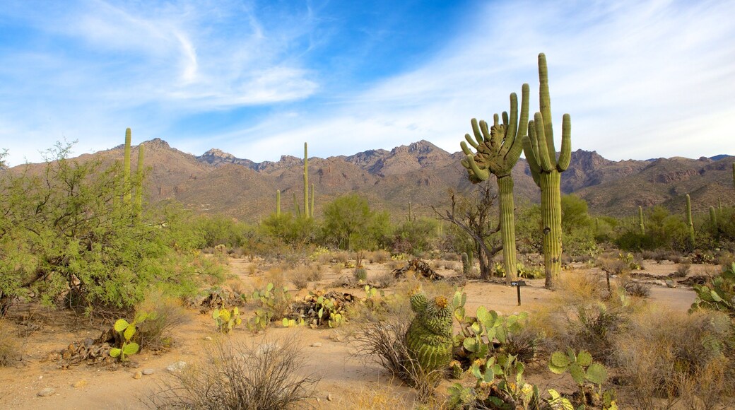 Coronado National Forest featuring landscape views, tranquil scenes and desert views
