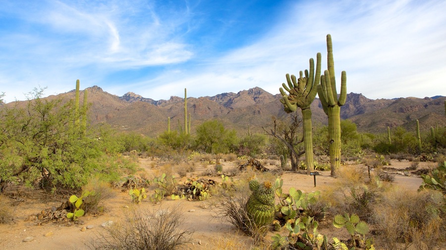 Coronado National Forest showing tranquil scenes, landscape views and desert views