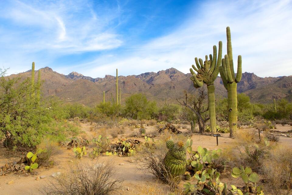 A desert landscape with cacti and mountains in the background.