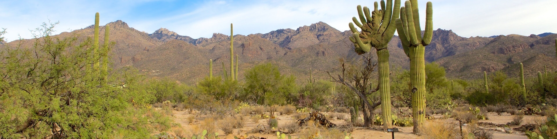 Coronado National Forest das einen Wüstenblick, ruhige Szenerie und Landschaften