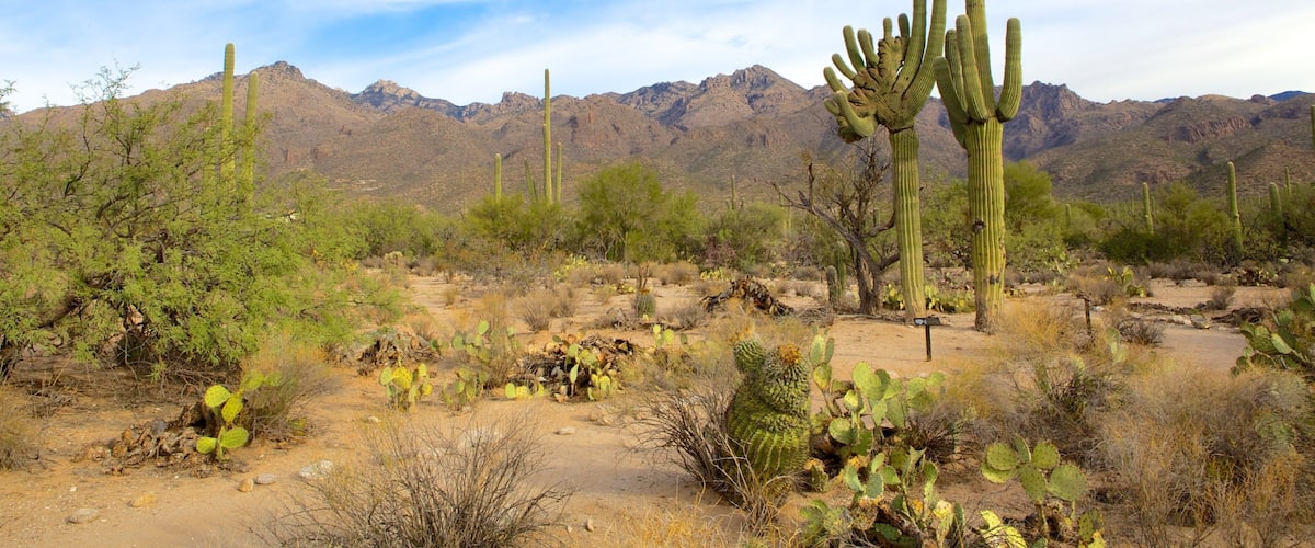 A desert landscape with cacti and mountains in the background.