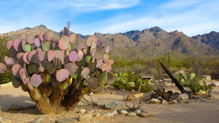 Un grand cactus dans un paysage désertique, avec des montagnes en arrière-plan.
