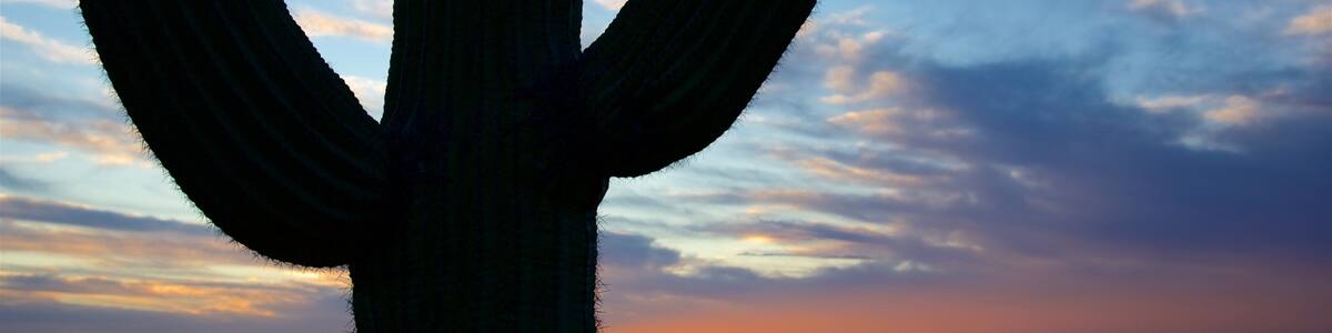 Saguaro National Park