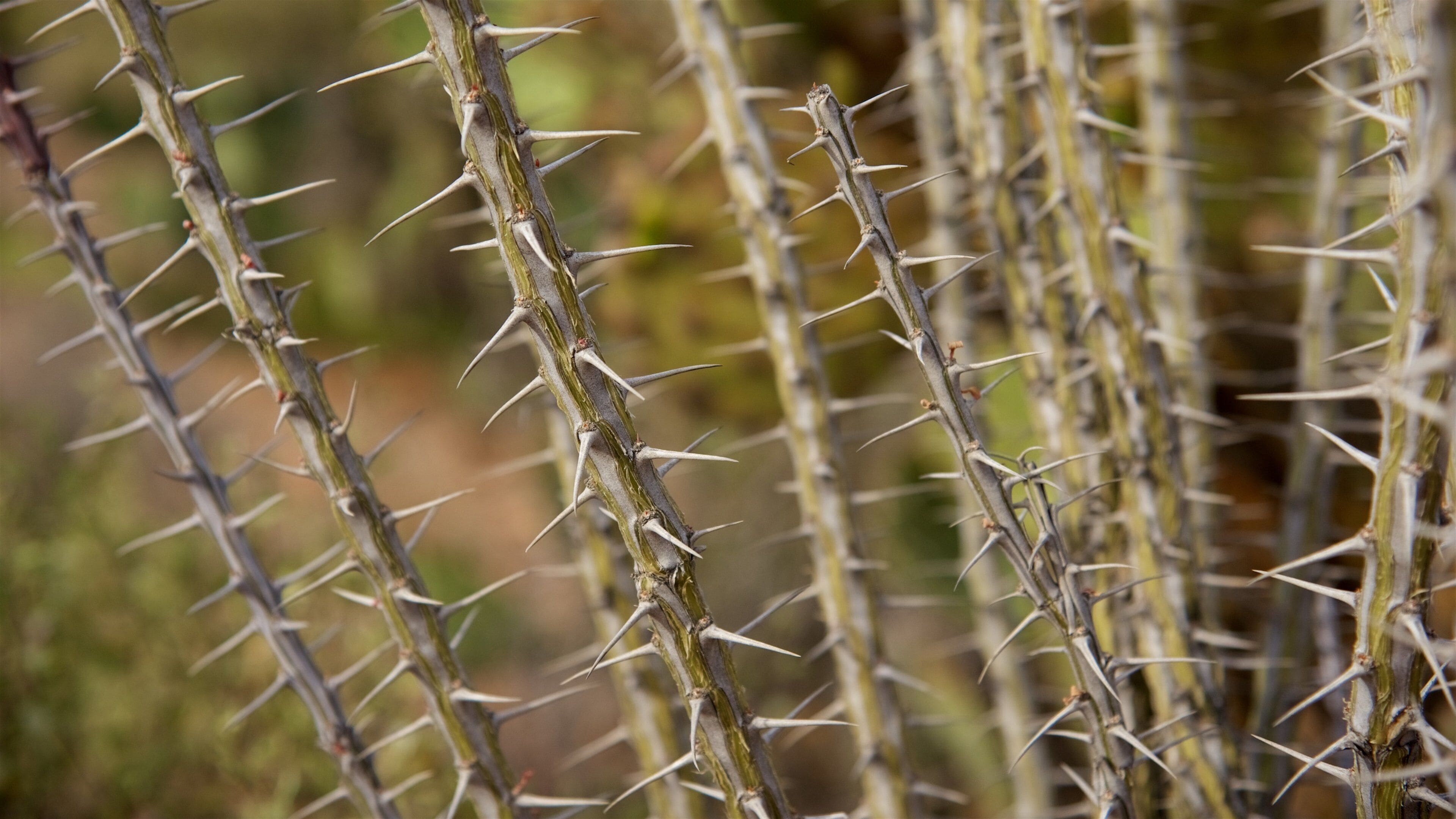 萨瓜罗国家公园